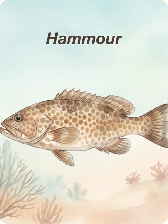 Fish card: Hammour