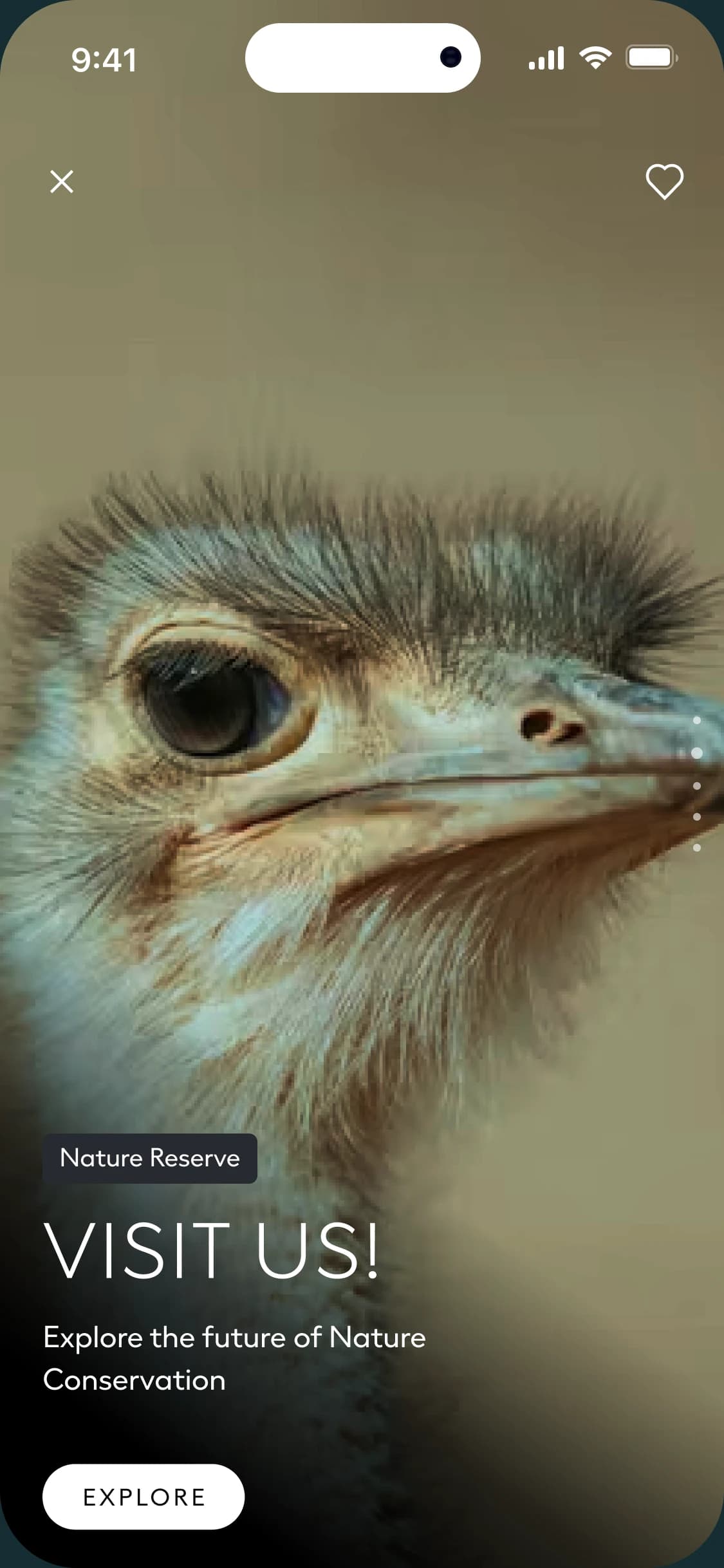 NEOM app screen filled by a close-up of an ostrich, with the place tag Nature Reserve, the title Visit us!, the line Explore the future of Nature Conservation and an Explore button